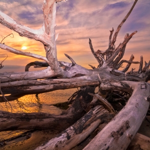 Uprooted