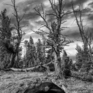 Yellowstone Forest