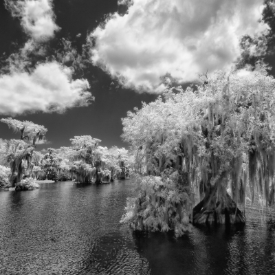 Among the Cypress Trees