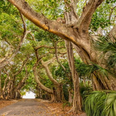 Banyan Street