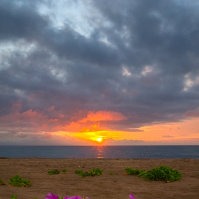 Beachside Morning Glory