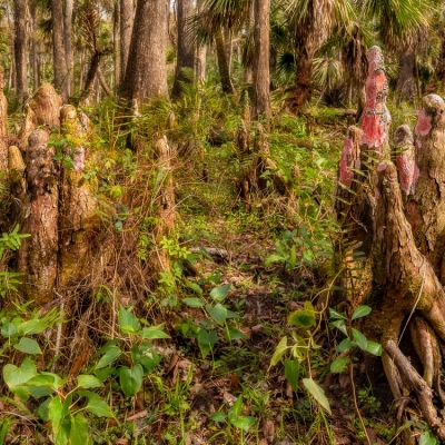 Cypress Knees