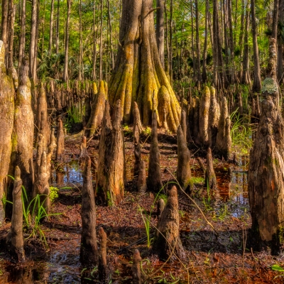 Cypress Knees