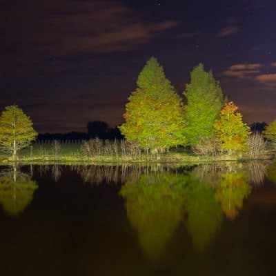 Cypress Night