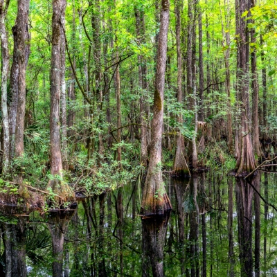 Cypress Swamp