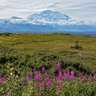 Fireweed and Denali