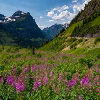 Fireweed in Glacier National Park