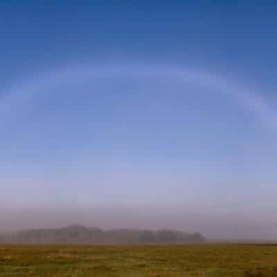Fogbow Over Live Oak Tree