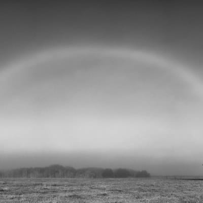 Fogbow Over Live Oak Tree-Monochrome