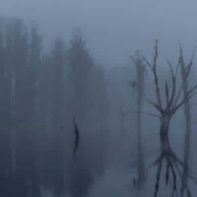 Foggy Florida Morning