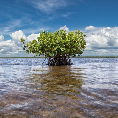 Mangrove on Oyster Bar