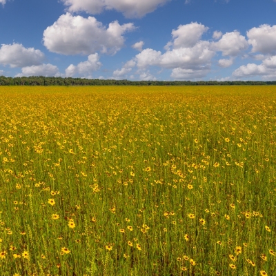 Myakka in Bloom