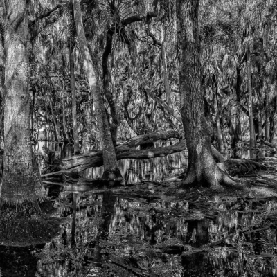 Myakka's Flooded Forest