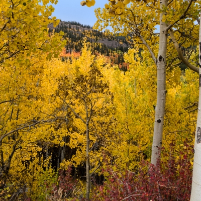 Nature's Inspiration