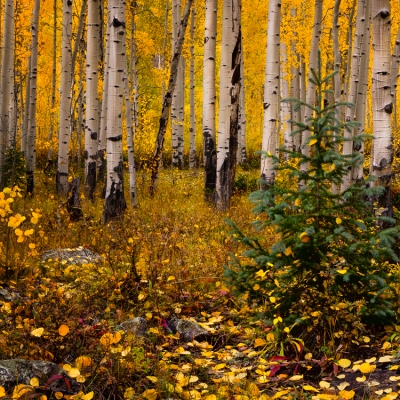 Pine with Aspens