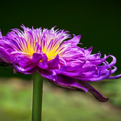 Purple Water Lily