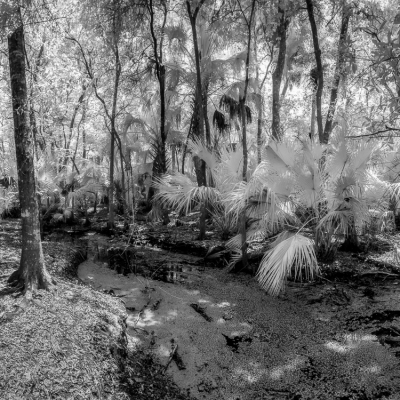 Saint Johns River Bank