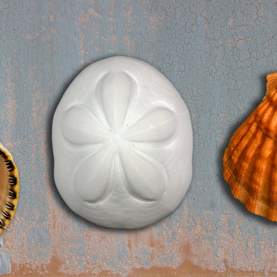 Seashell Panorama