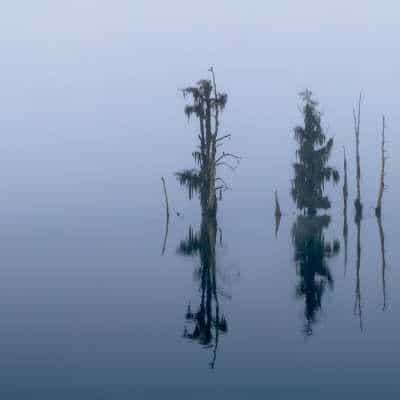 Stillness in the Fog