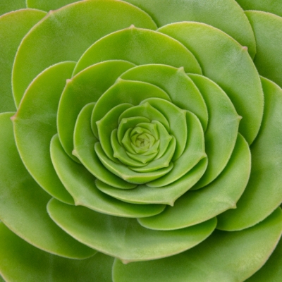 Succulent Panorama