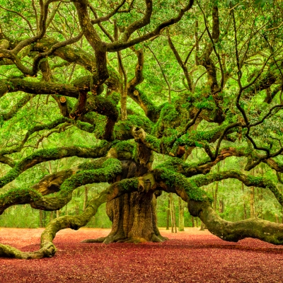 The Witness