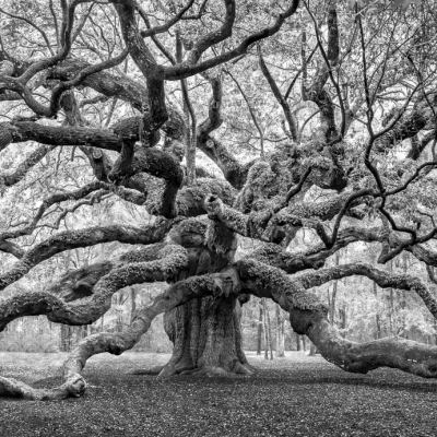 The Witness-Black & White