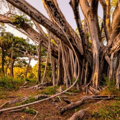 Under the Banyan