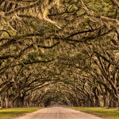 Wormsloe Plantation