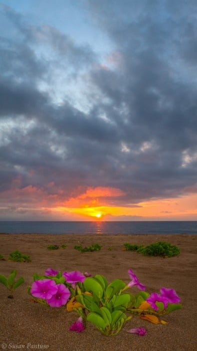 Beachside Morning Glory
