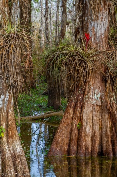 Beauty Within the Swamp