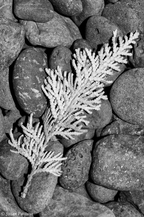 Cedar Leaf on Rocks