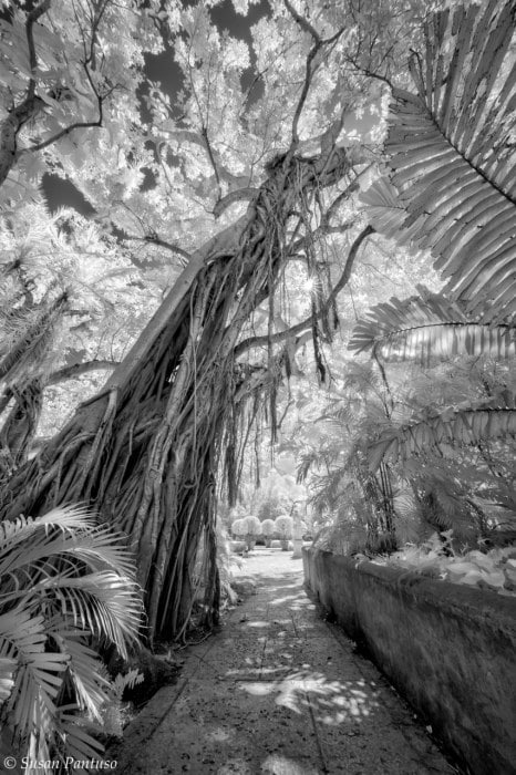 Jungle in Infrared