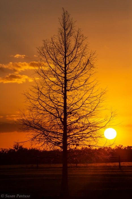 Lone Cypress Sunset
