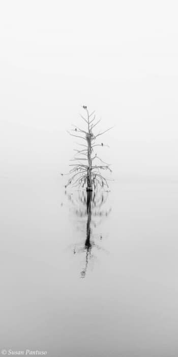 Lone Cypress in the Fog