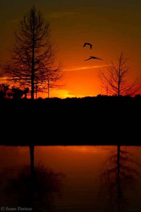 On Golden Pond
