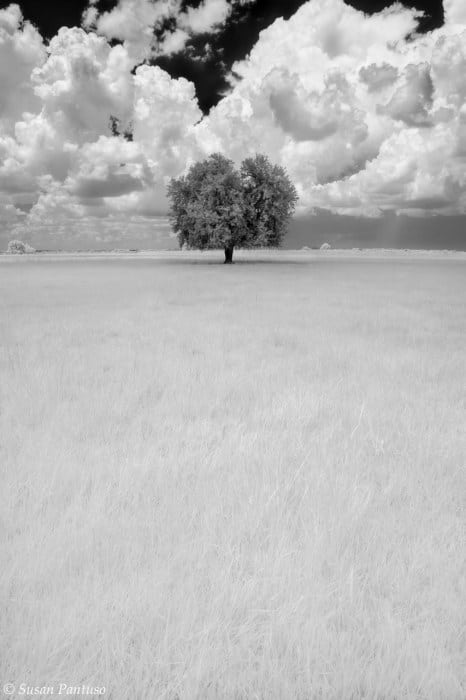 Single Oak