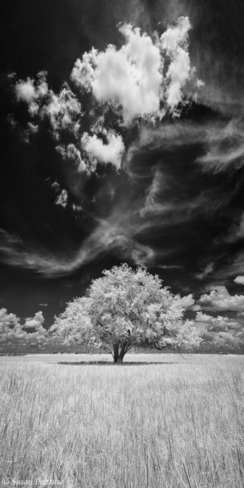 Summer Solitude