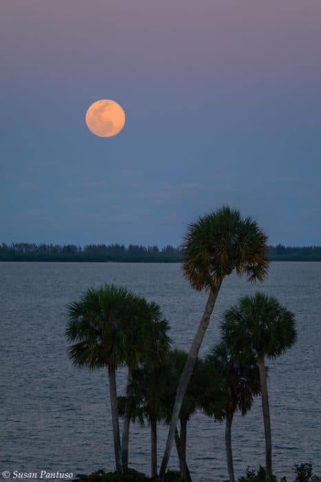 Super Pink Moon