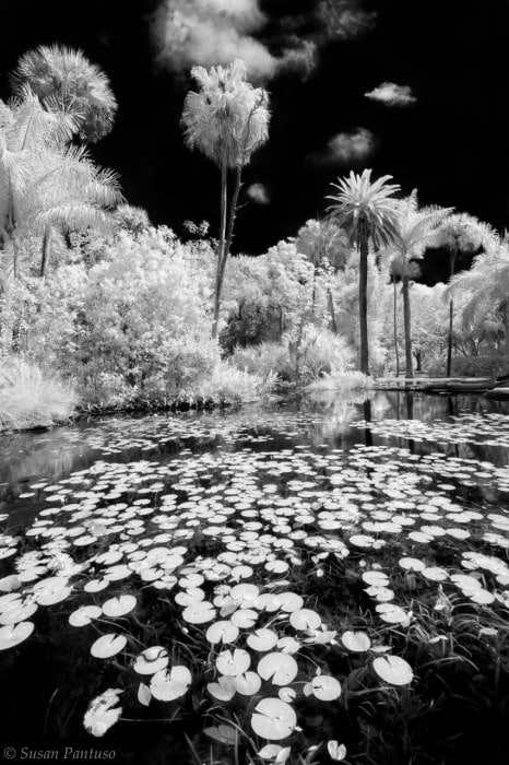 The Lily Pond