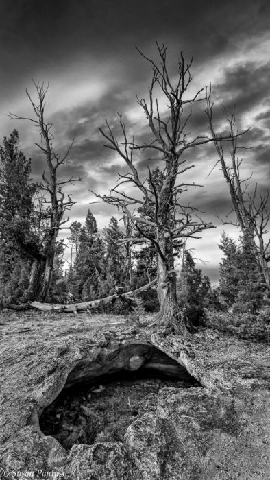Yellowstone Forest