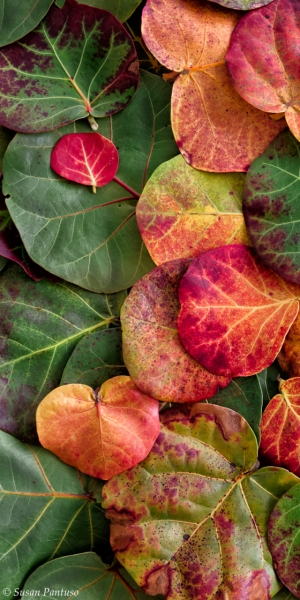 Sea Grape Leaves Triptych-Left Side