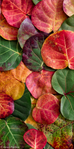 Sea Grape Leaves Triptych-Middle