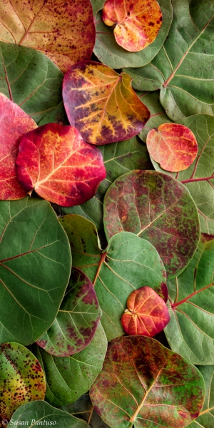 Sea Grape Leaves Triptych-Right Side