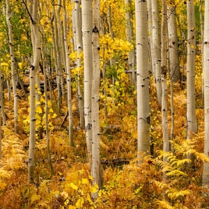 Ferns and Aspens