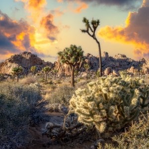 Joshua Tree National Park