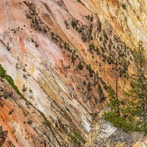 Nature's Color Palette