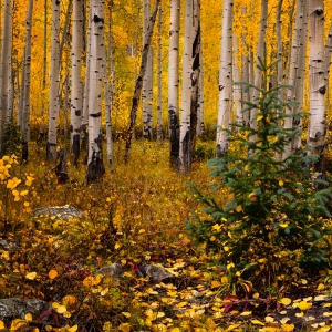 Pine with Aspens
