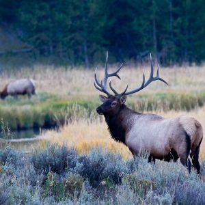 Regal Bull Elk